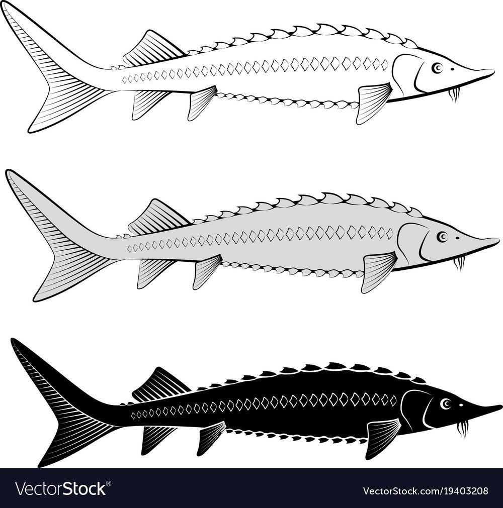 Белуга контурный рисунок