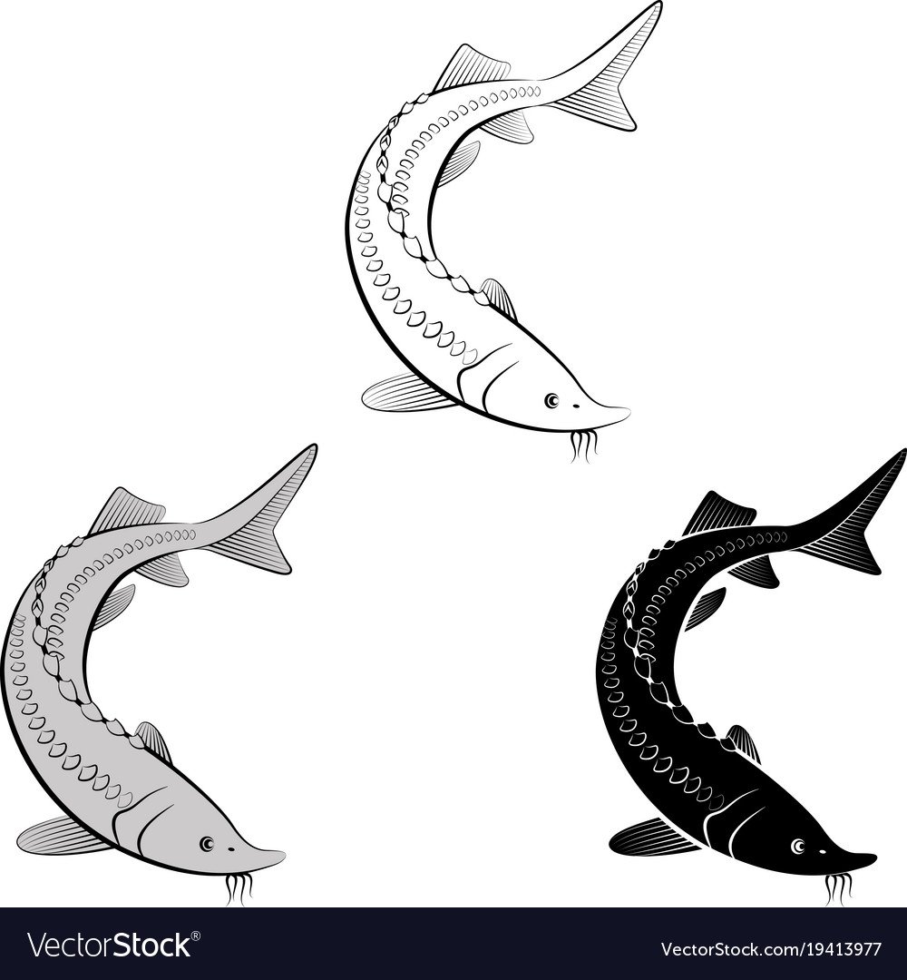 Осетр клипарт