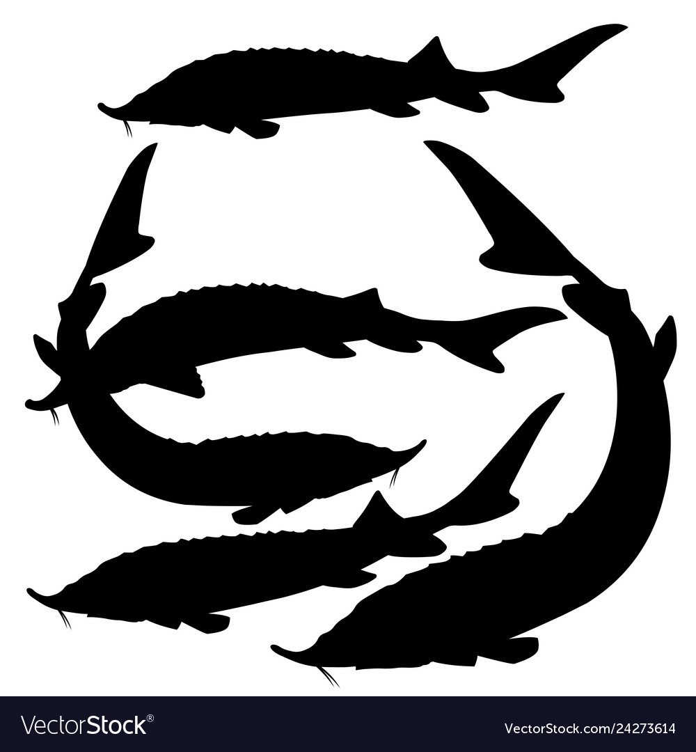 Осетр вектор контур