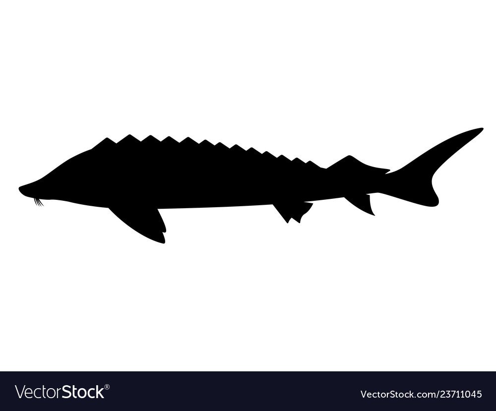 Раскраска сома