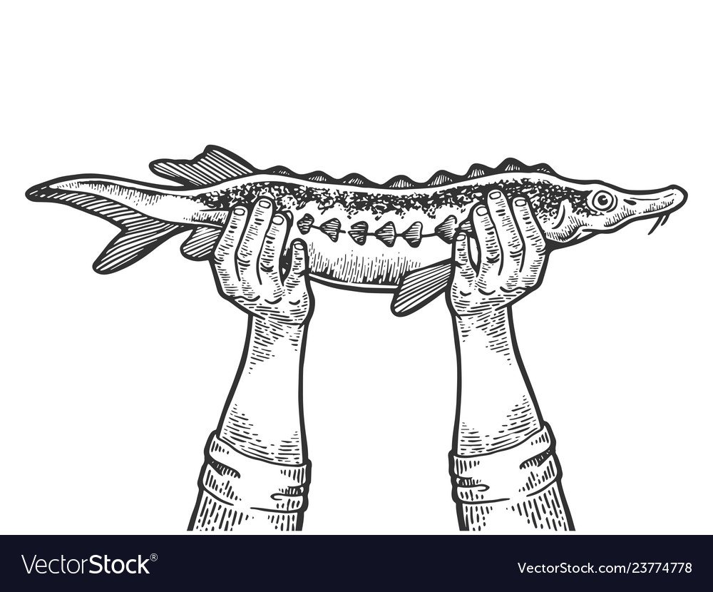 Осетрина вектор