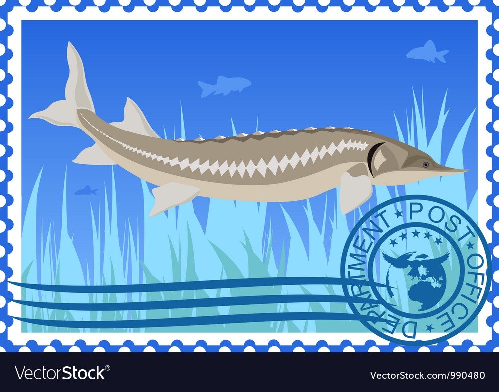 Осетр Графика