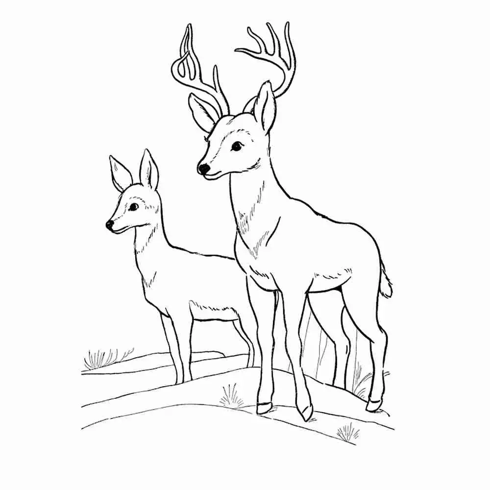 Олень раскраска