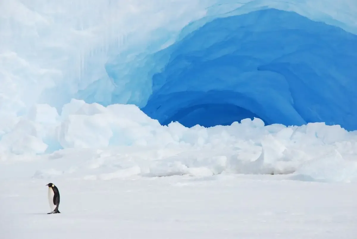 Антарктида для детей