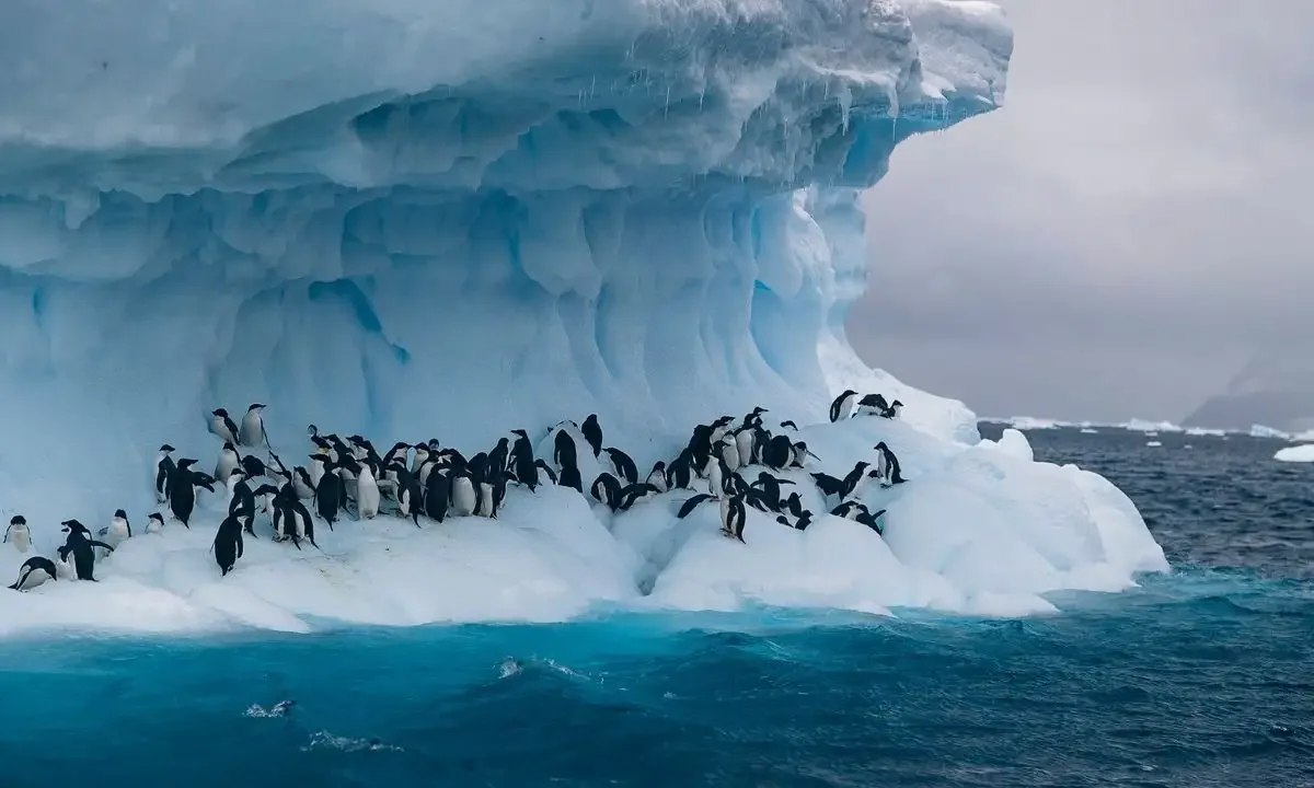 Антарктида иллюстрации