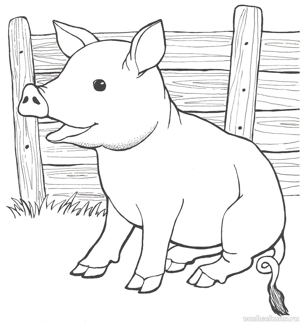 Поросенок раскраска