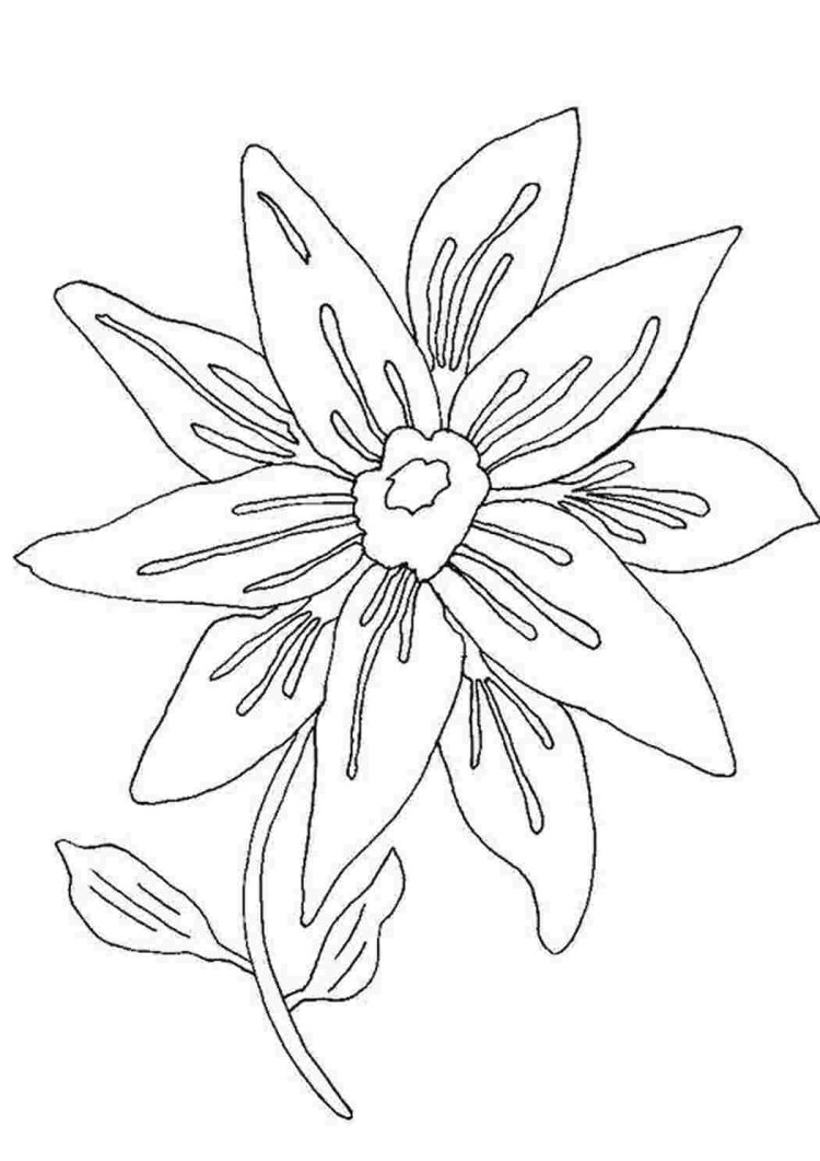 Полезные растения рисунок