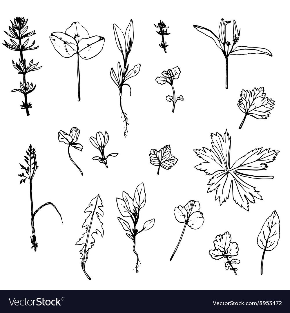 Мята перечная рисунок карандашом