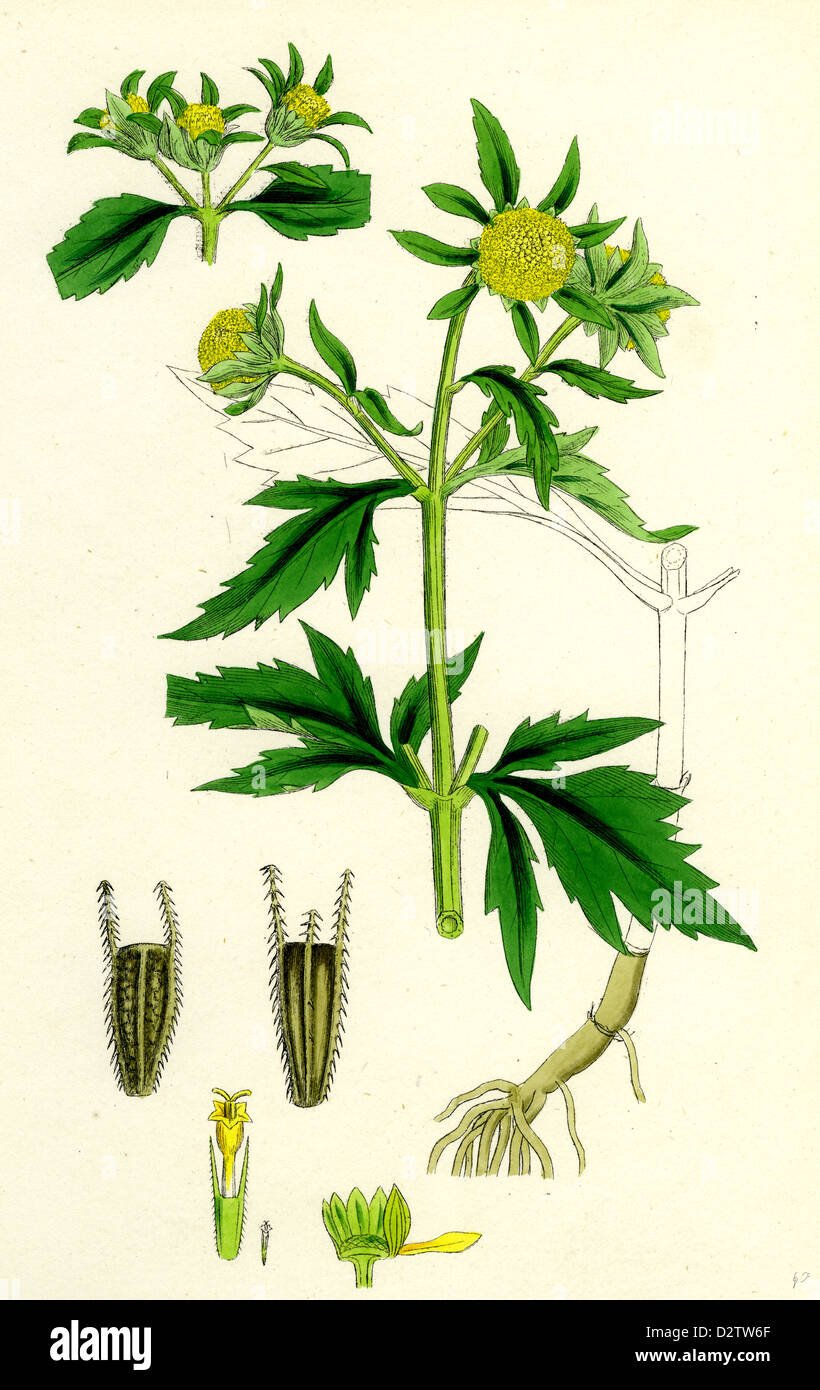 Череда трехраздельная ботаника