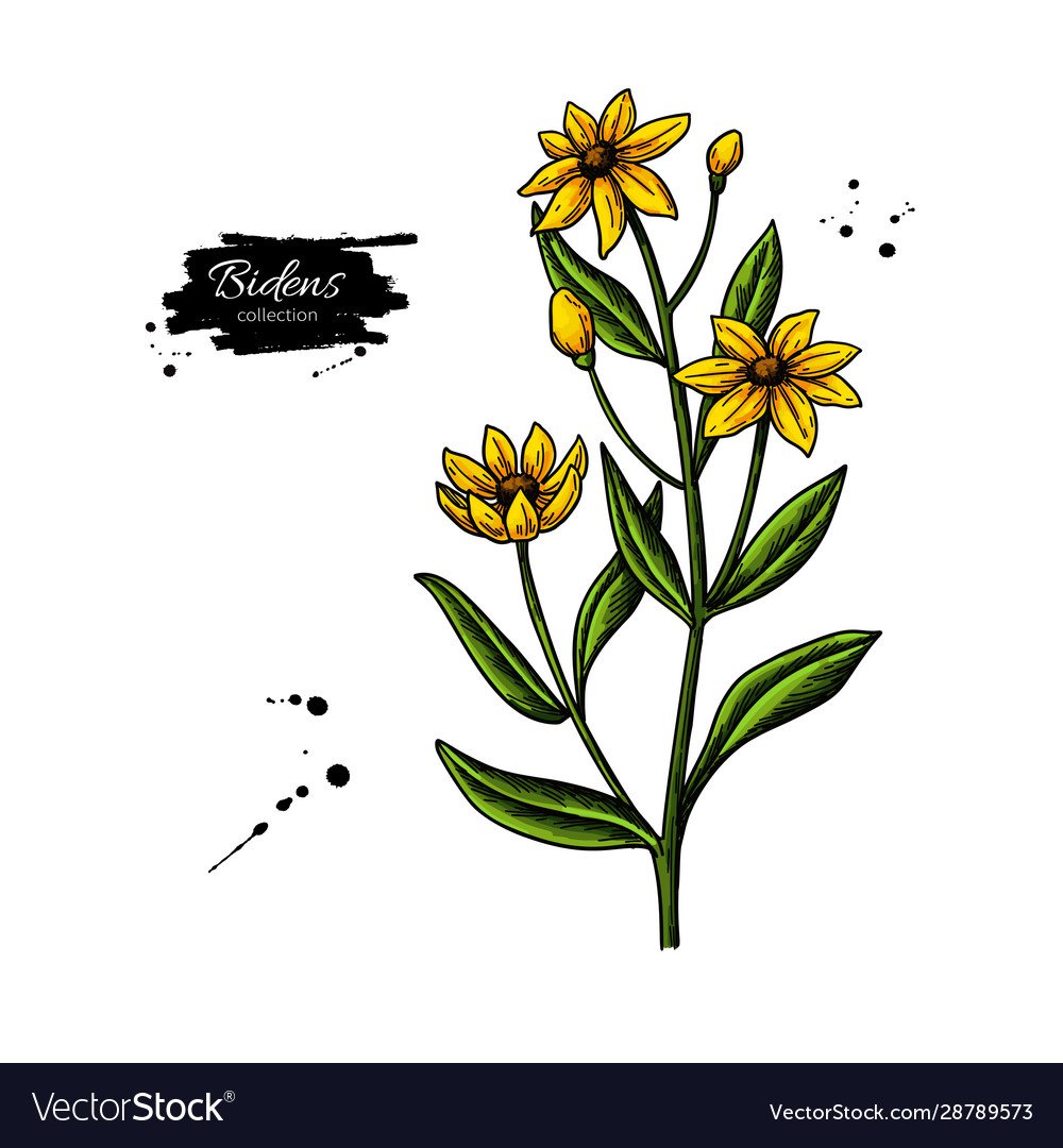 Череда трехраздельная рисунок карандашом