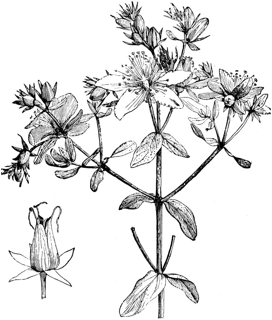 Значок инстаграма белый