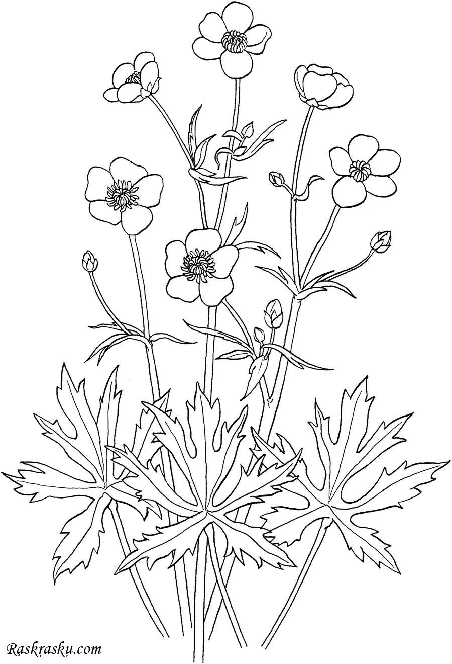 Череда трёхраздельная ГФ