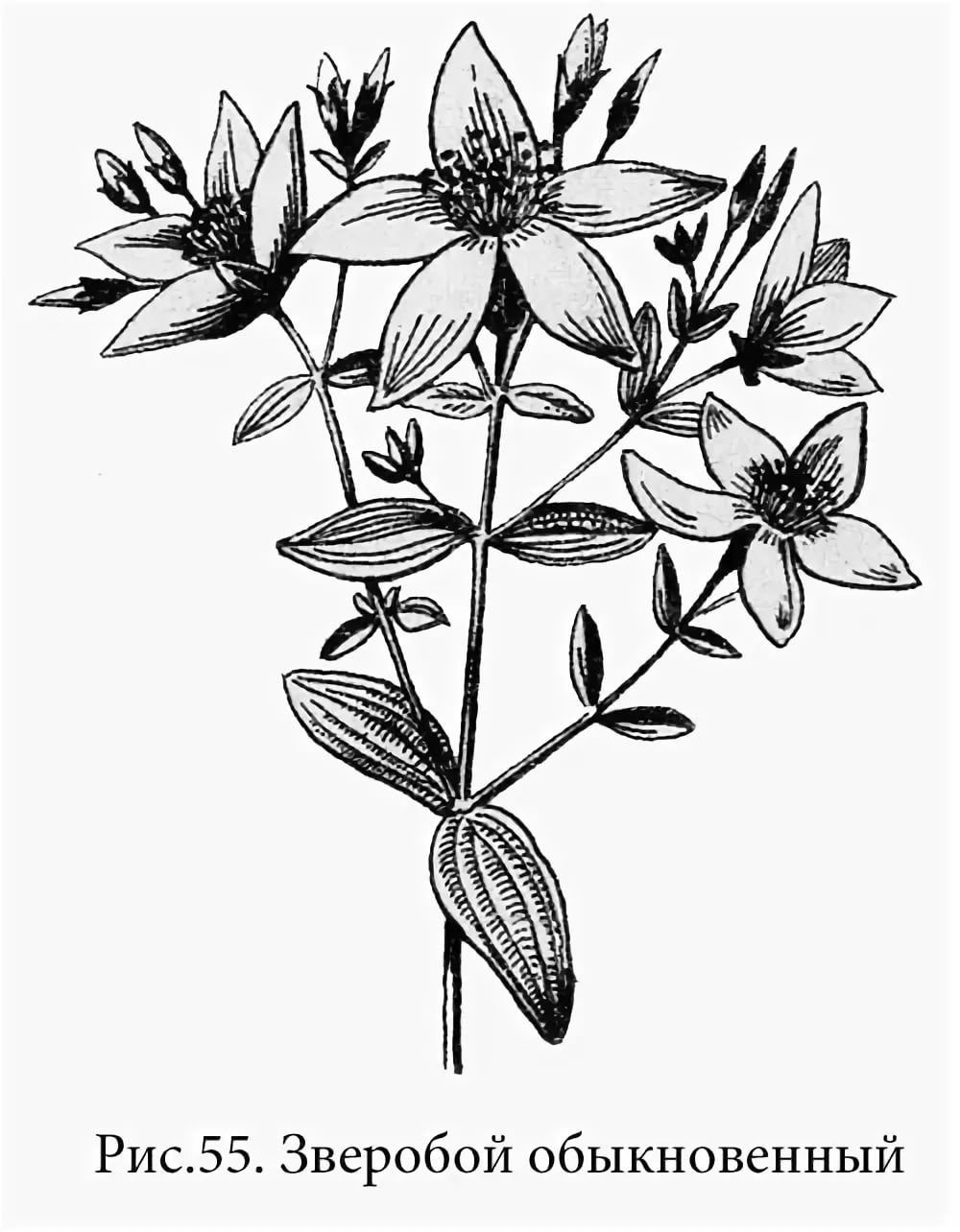 Череда на белом фоне