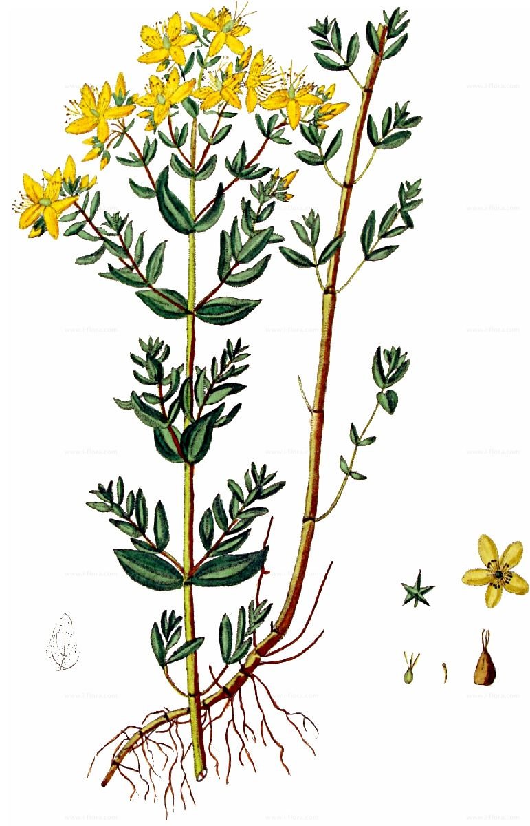 Череда раскраска