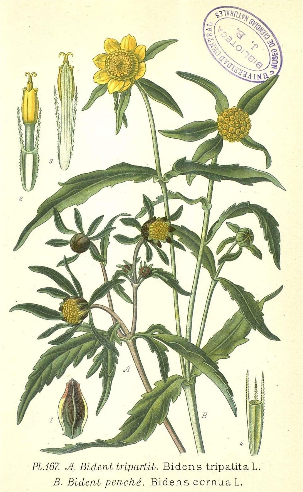 Растение в горшке рисунок