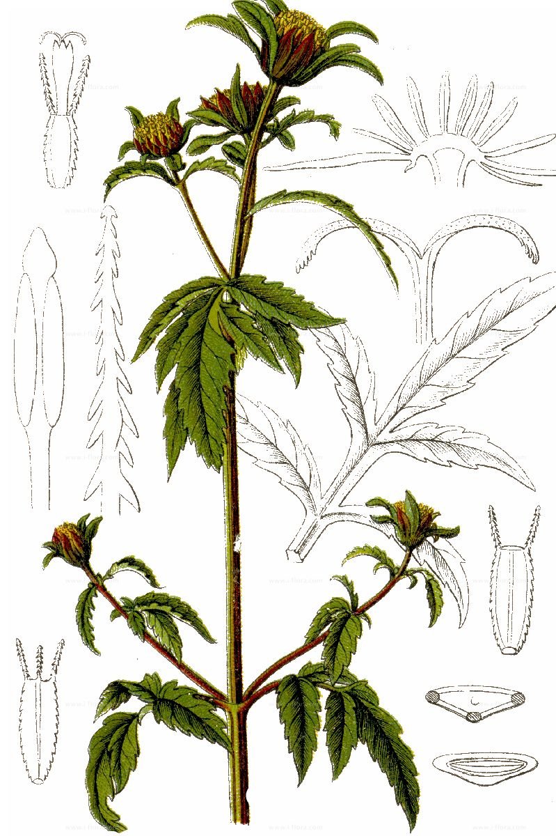 Девясил Фармакогнозия