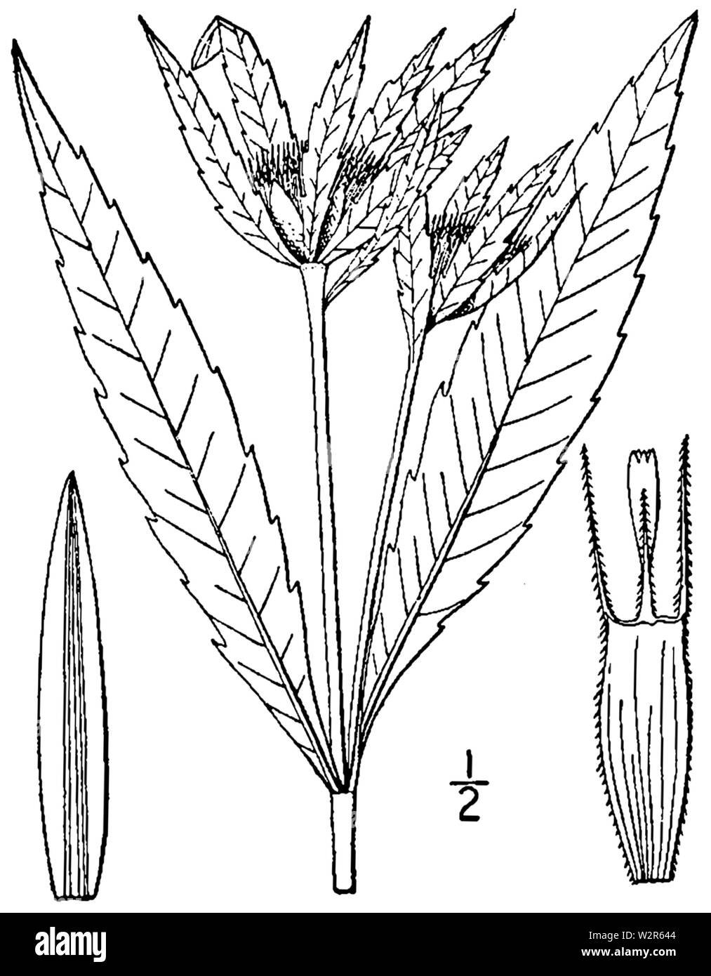 Подсолнух. Раскраска