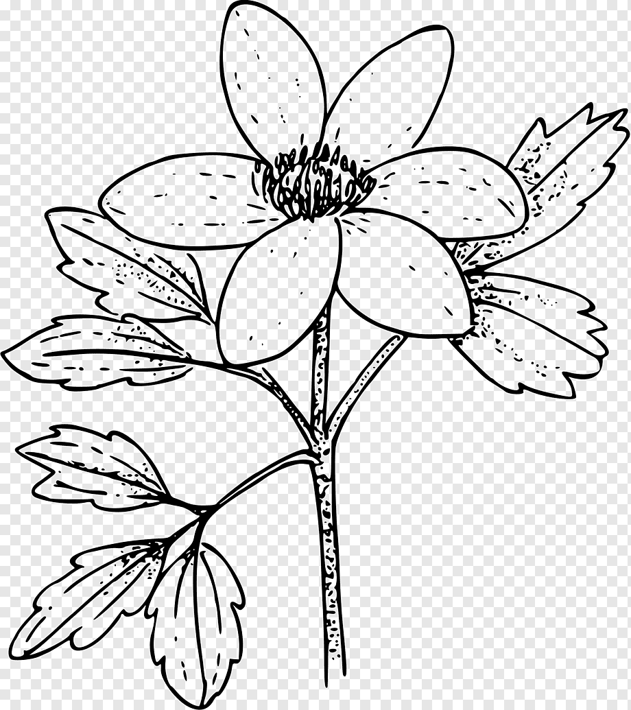 Зверобой продырявленный ЛРС