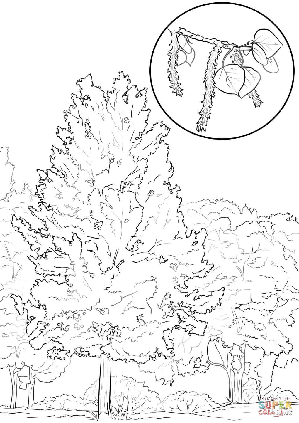 Раскраска Лесные деревья