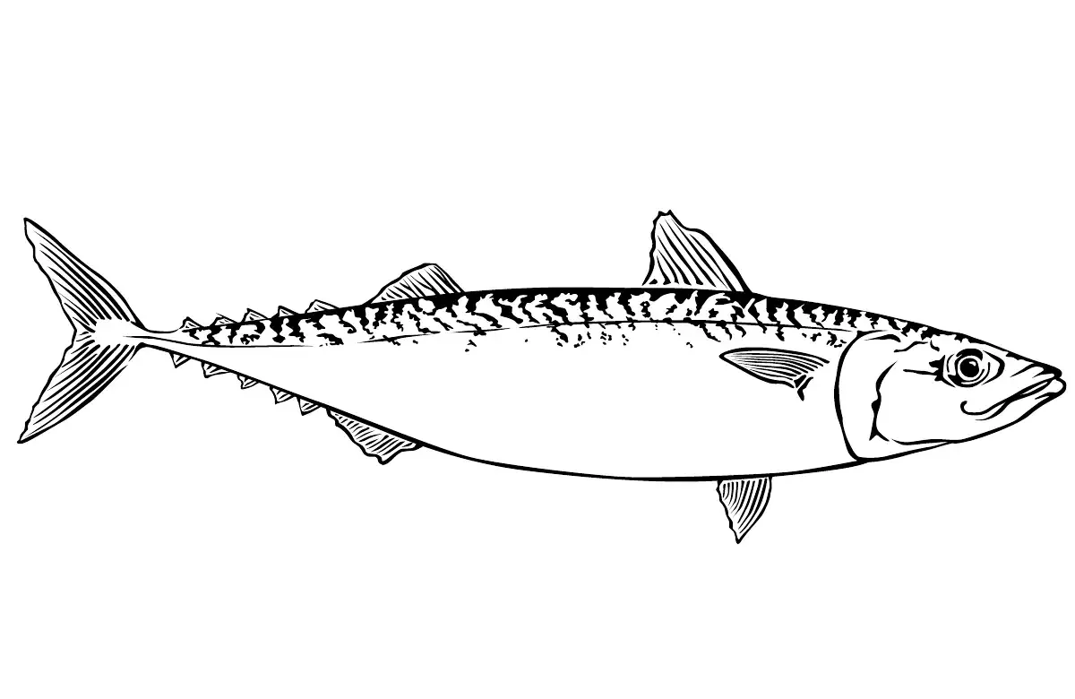 Рыба раскраска
