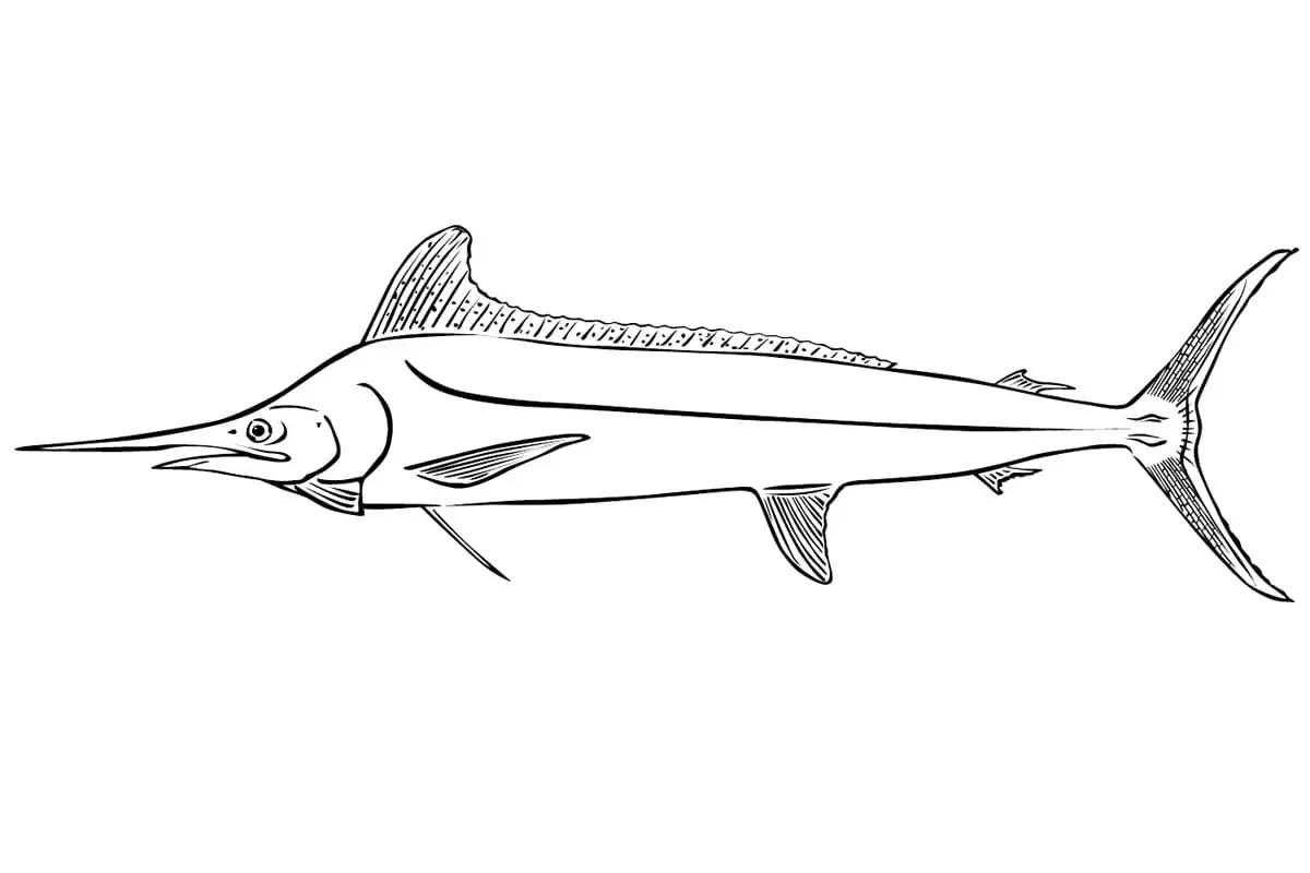 Марлин раскраска