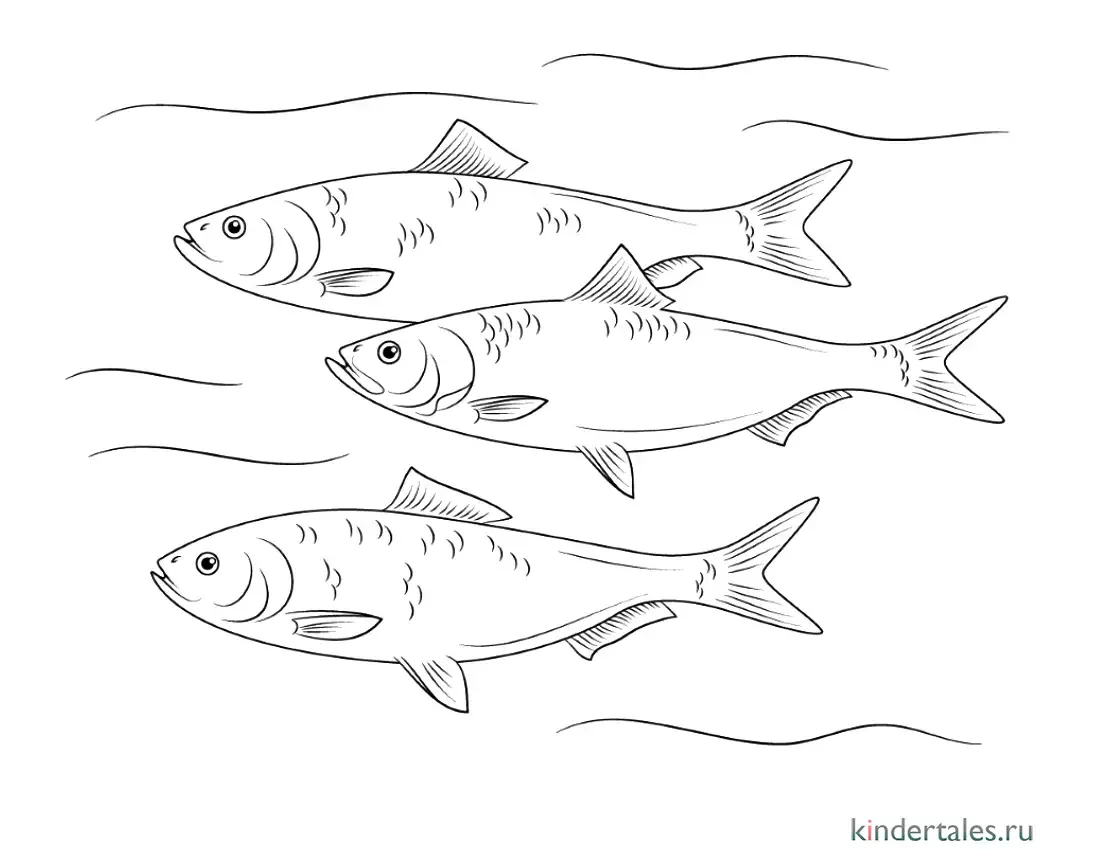Селедка раскраска