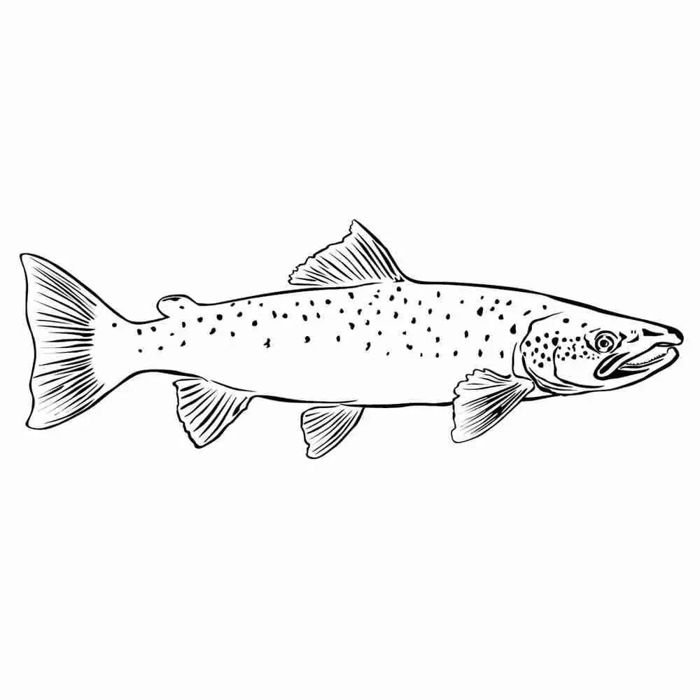 Лосось карандашом