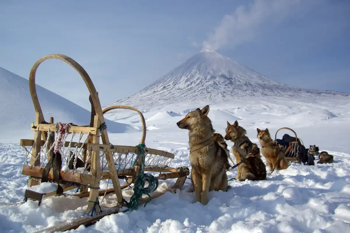 Нарты оленьей упряжки Коряков