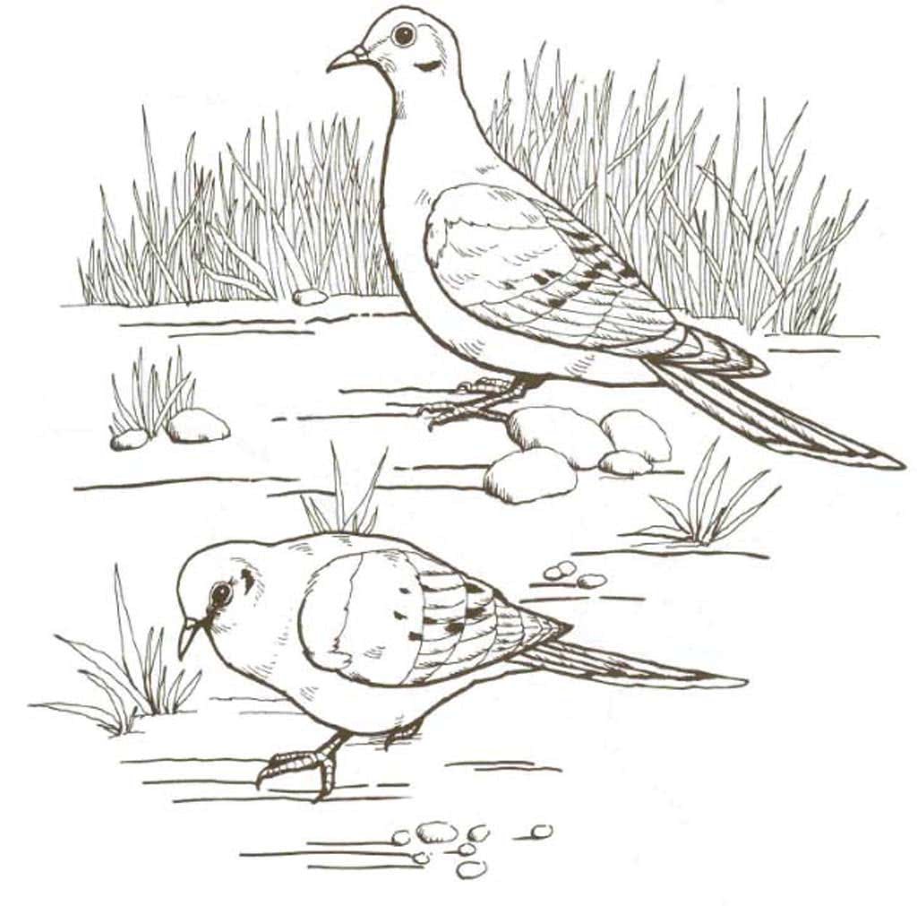 Нарисовать оранжевое горлышко Бианки