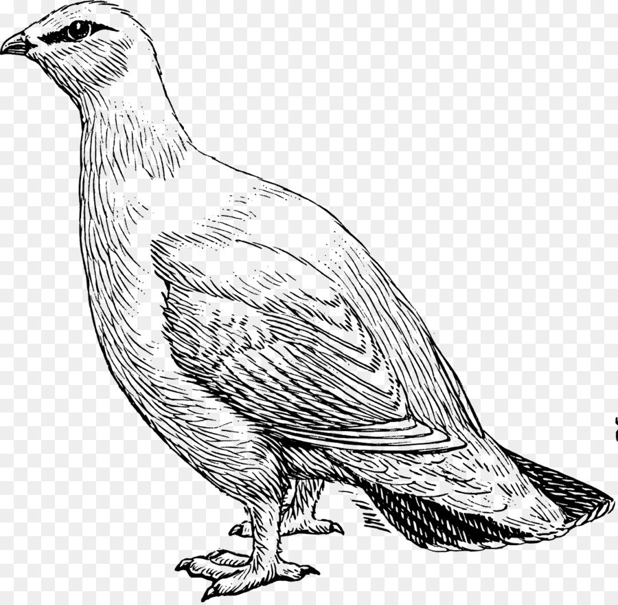 Перепел раскраска