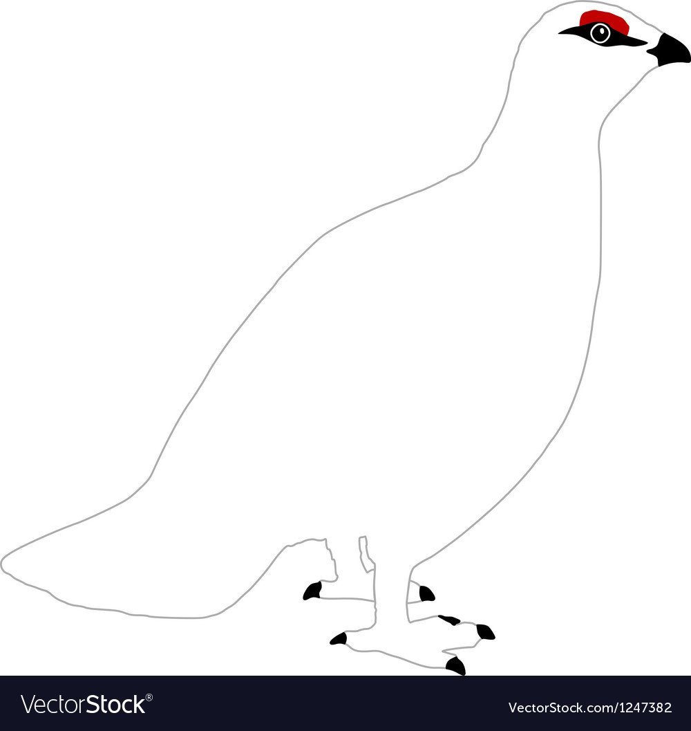 Как нарисовать куропатку поэтапно