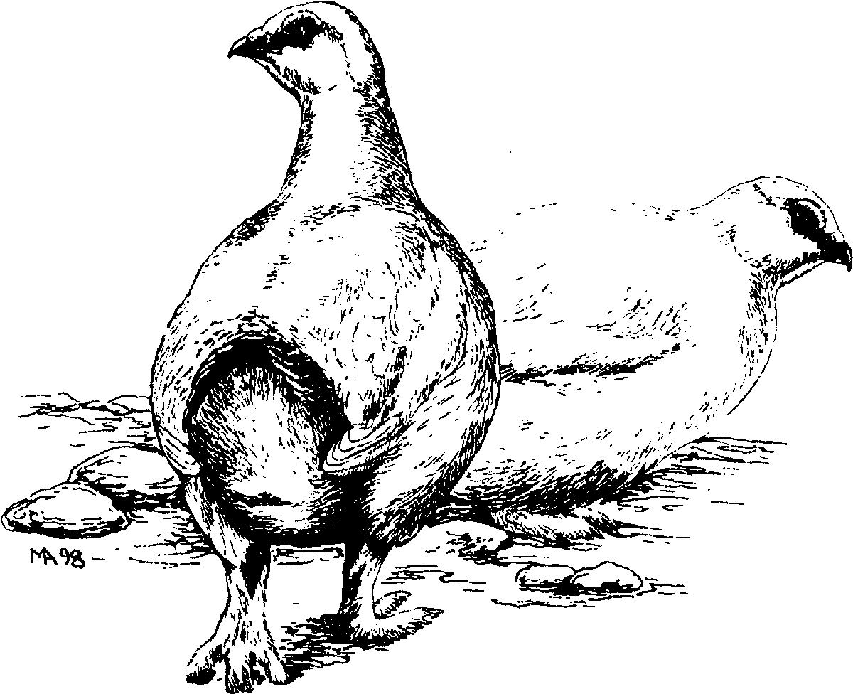 Тундряная куропатка