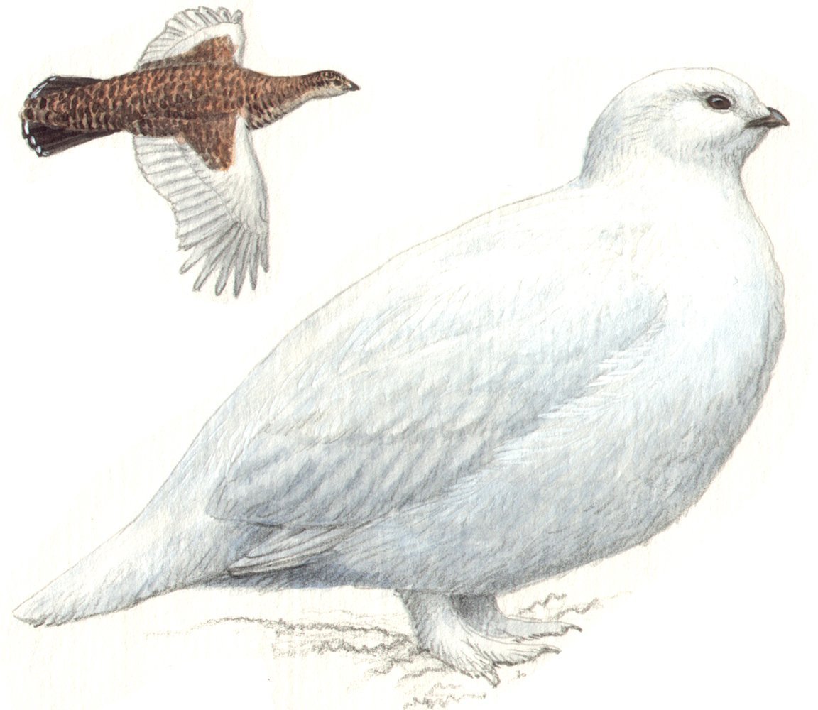 Перепел раскраска