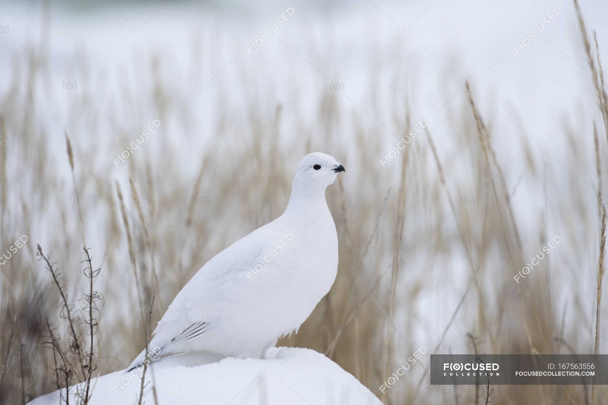 Тетерев раскраска