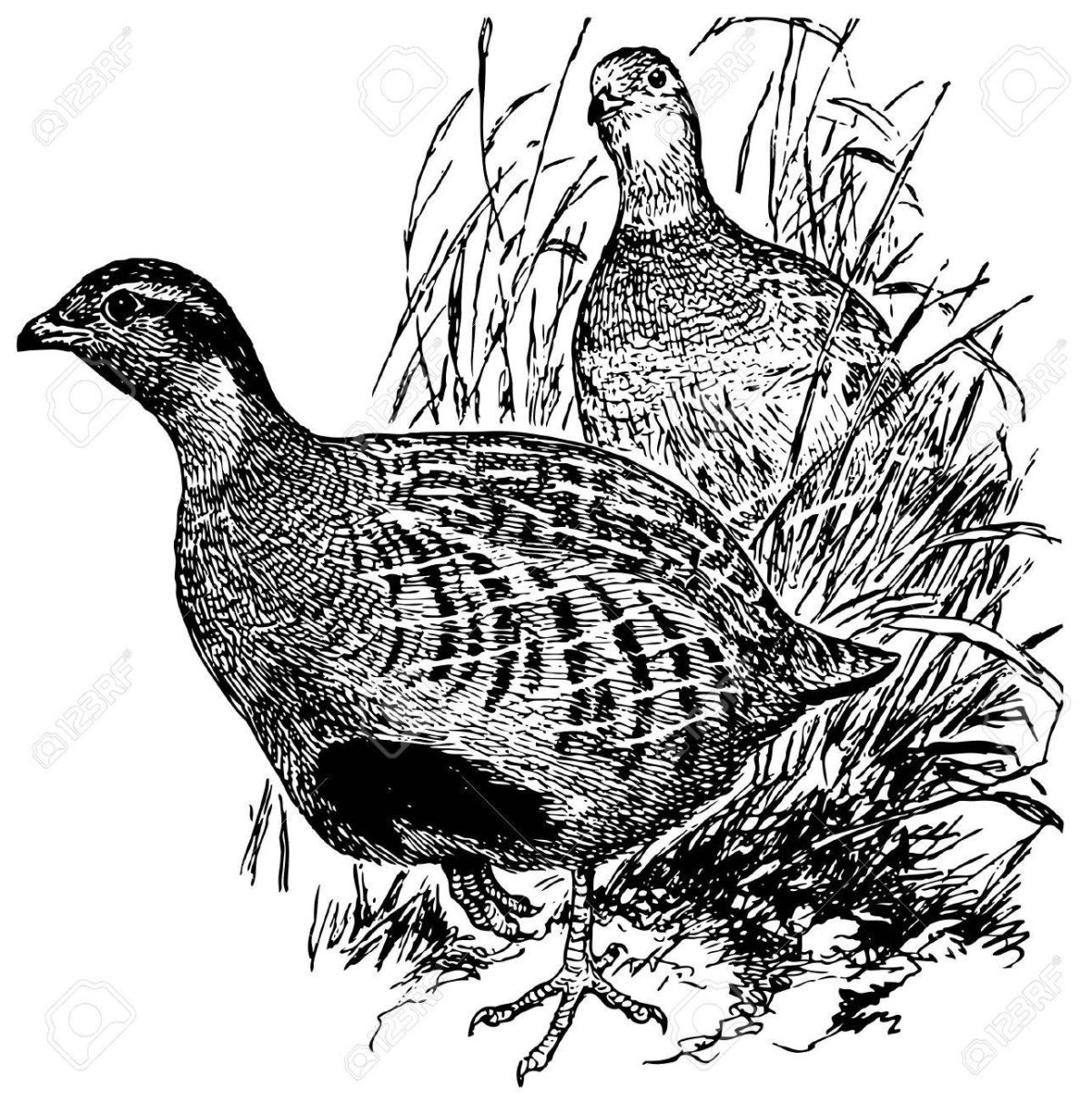 Белая куропатка раскраска