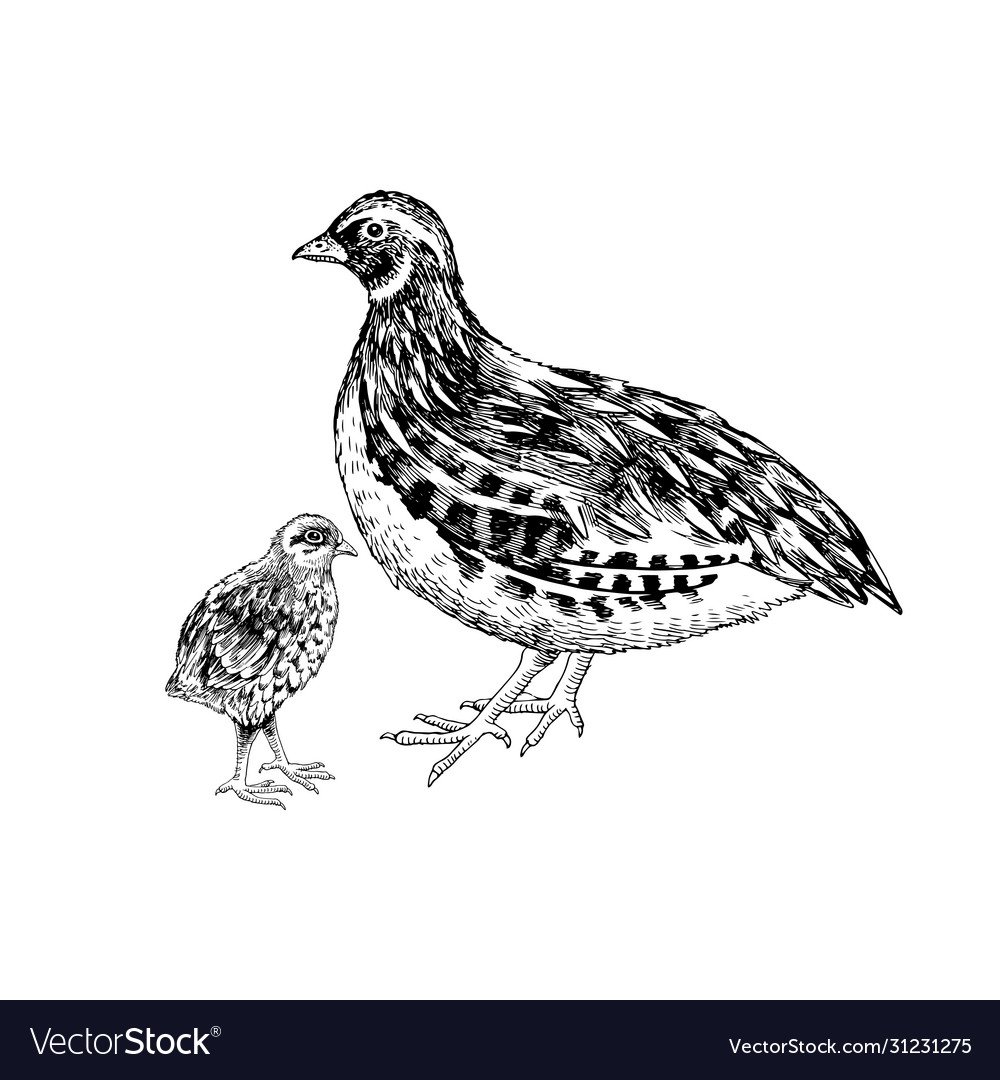 Куропатка рисунок легкий