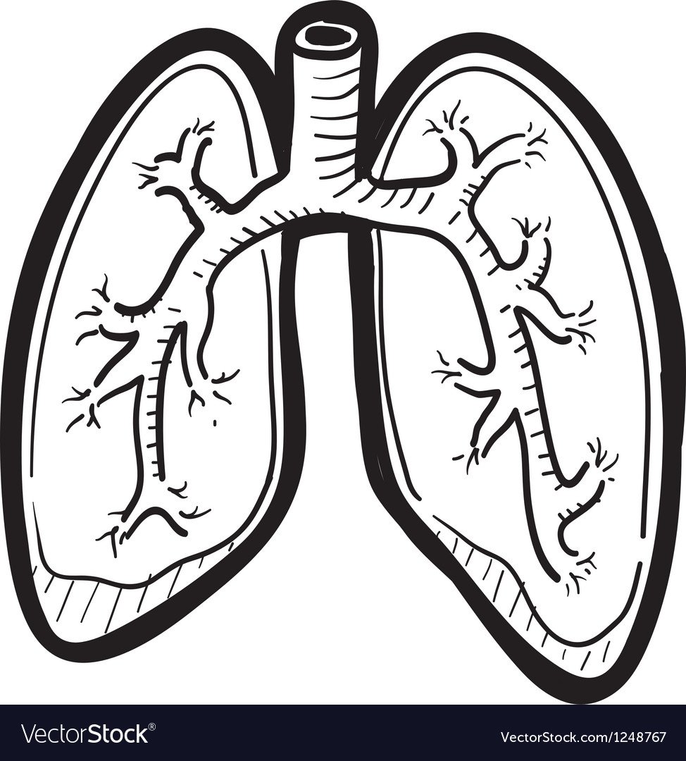 Раскраска легкие человека