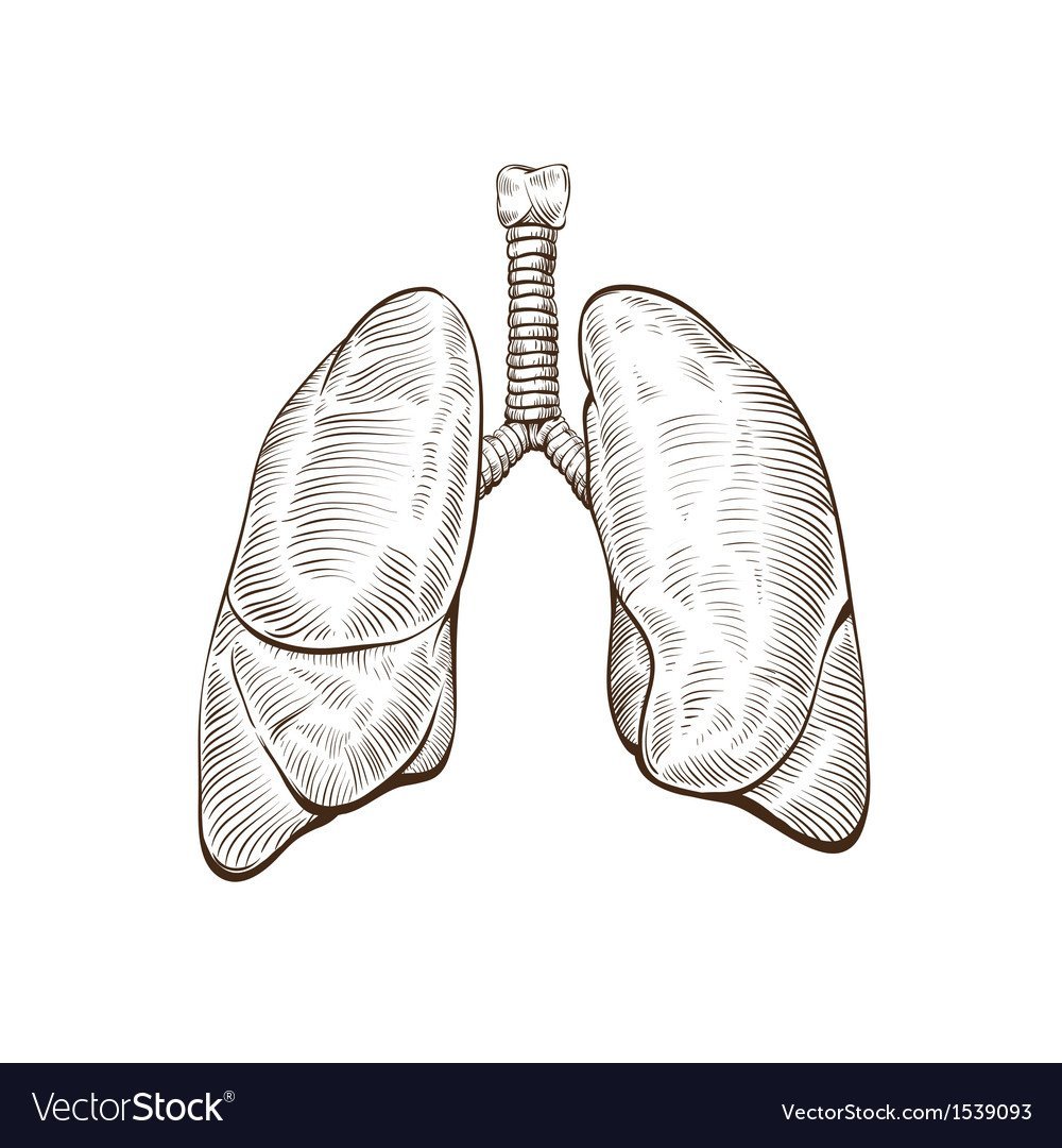 Легкие рисунки