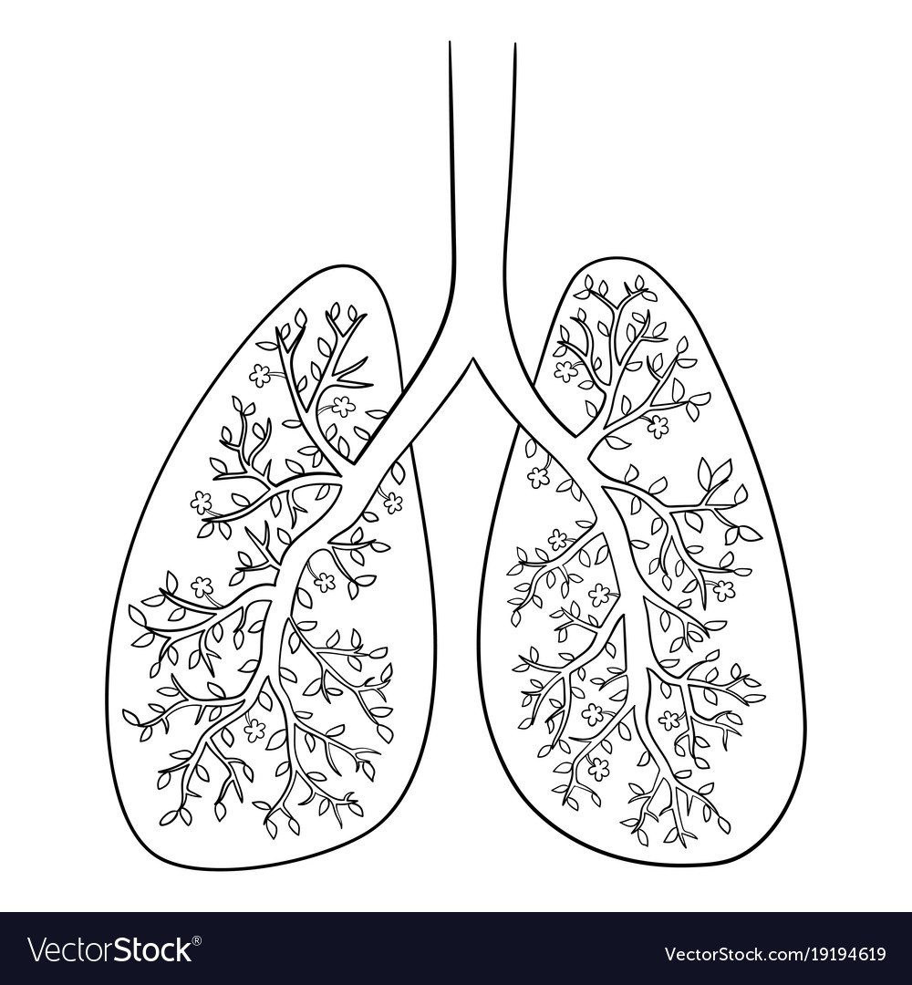 Лёгкие человека рисунки