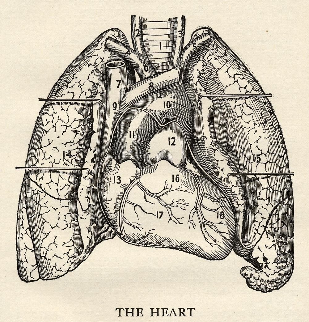Анатомия сердца и легких