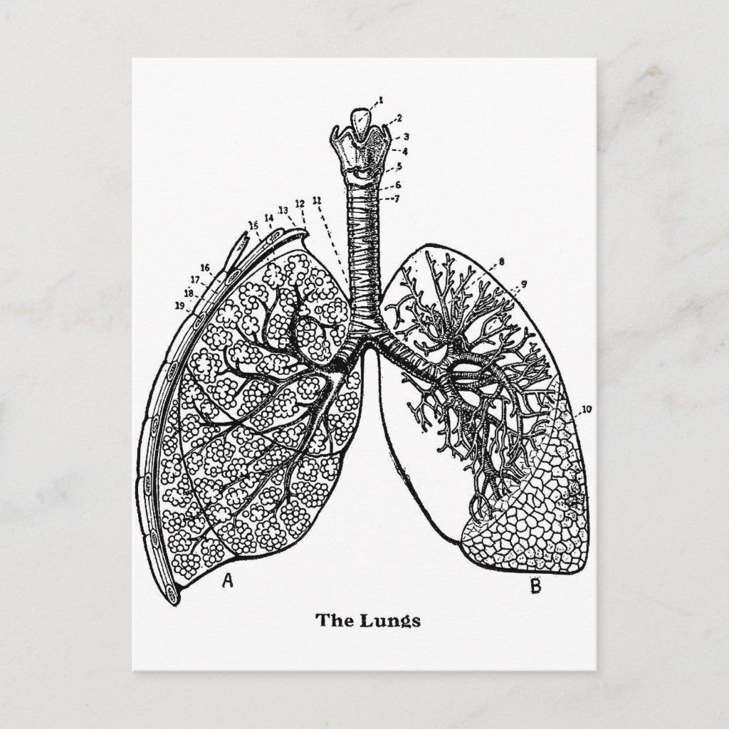 Строение легких человека