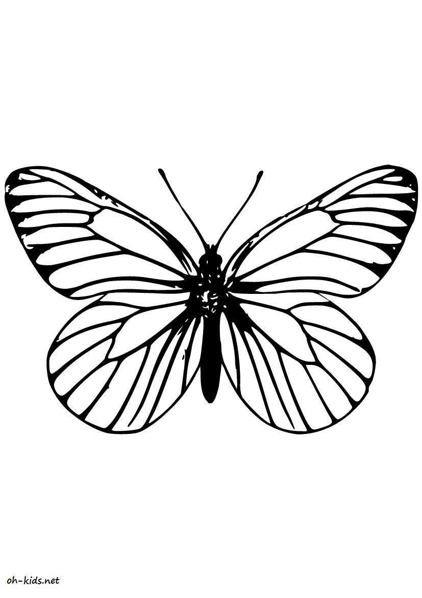 Бабочка симметрия