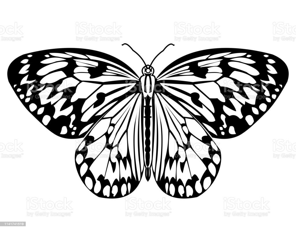 Бабочка рисунок монохром