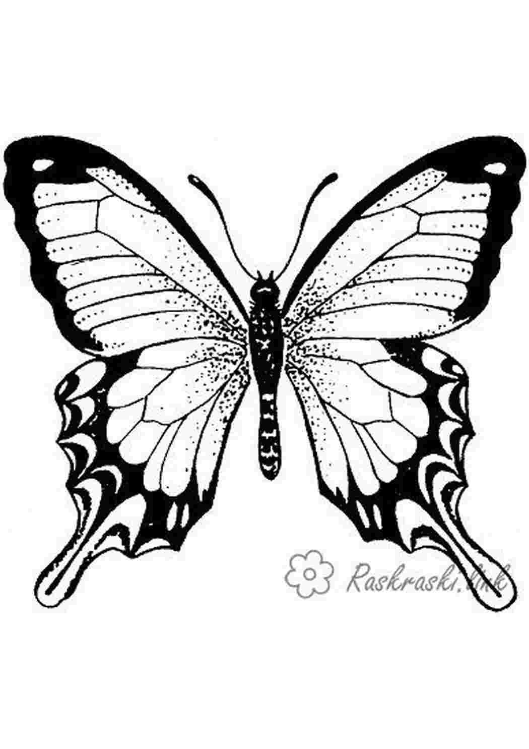 Бабочка Махаон вектор силуэт