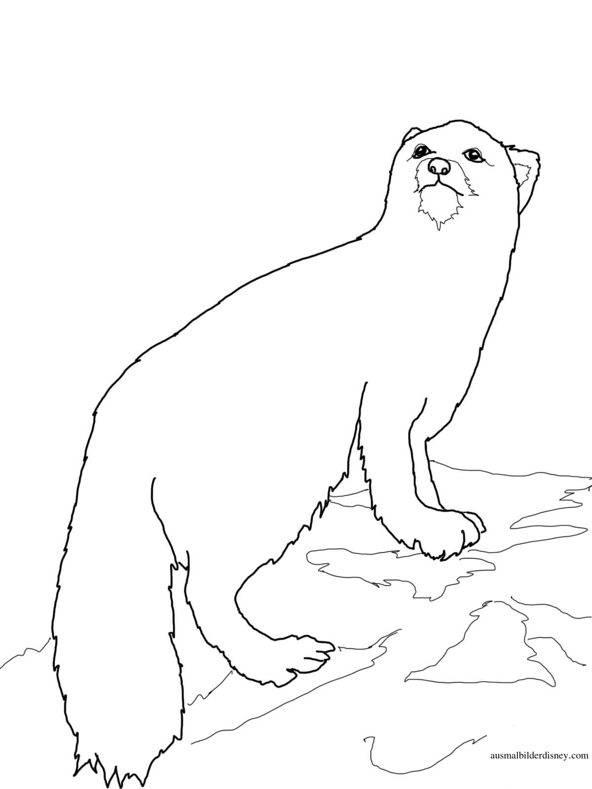 Северные животные задания для детей