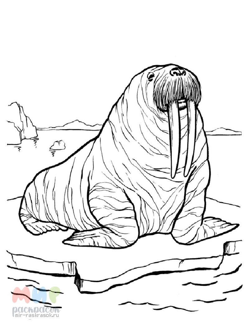 Морж раскраска для детей