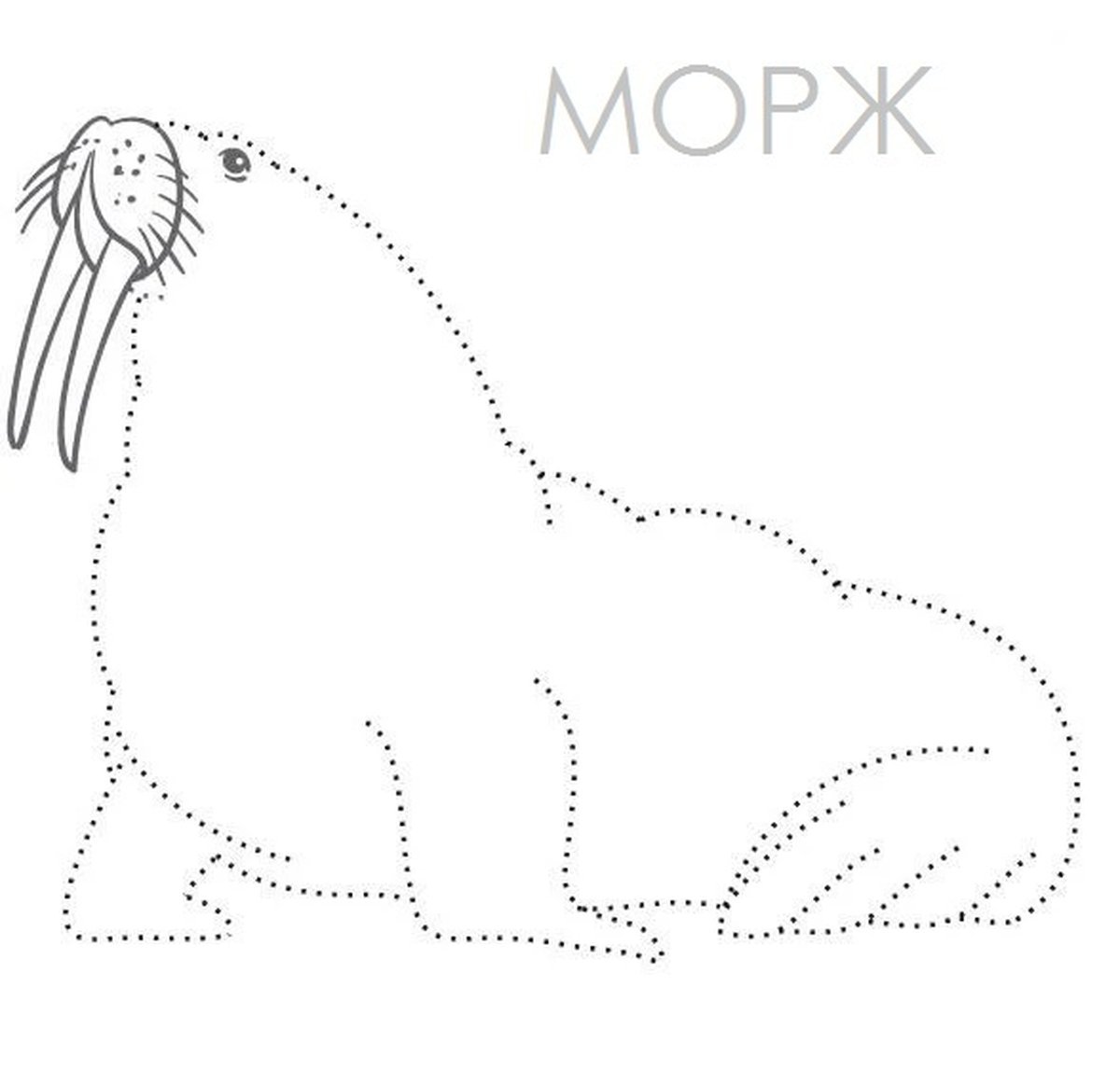 Животные севера задания для дошкольников