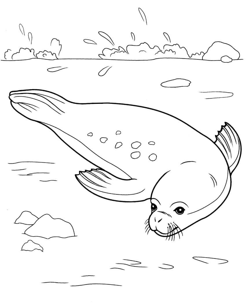 Атлантический морж раскраска