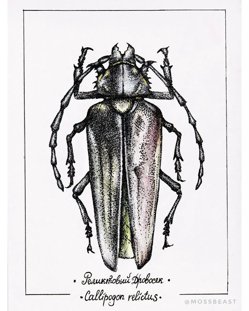 Жук пожарник раскраска