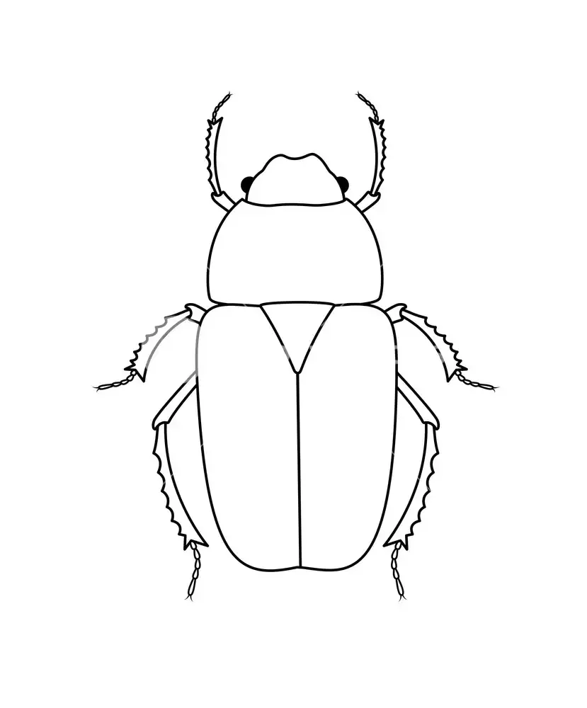 Жук олень рисунок карандашом